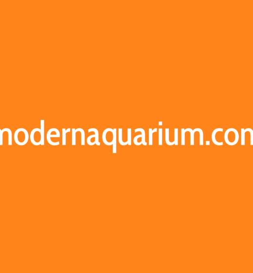 modern aquarium portfolio image